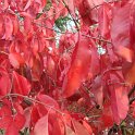 Euonymus hamiltonianus var.yedoensis P1A
